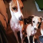 Bruce Wayne & Ivy - @brucey_the_iggy - Instagram