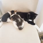 Bruce&Ivy - @bruce_ivy_cat - Instagram