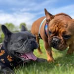 Ivy & Bruce - @ivyandbruce - Instagram