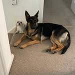 Ivy & Bruce - @ivyandbrucey - Instagram