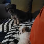 Bruce & Jack - @bruce_jack_dogman - Instagram