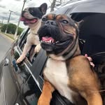 BRUCE & JACK 🐾 - @bruceandjackf - Instagram