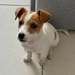 Bruce Jack de Maceió - @bruce_jackrussel - Instagram