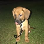 Jäger&Bear&Bruce - @jager_bear_and_bruce - Instagram