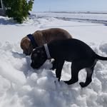 Bruce & Keen - @bruce.keen.pups - Instagram