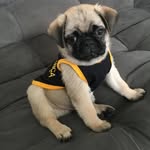 👑 Bruce 👑 - @bruce_kingpug - Instagram