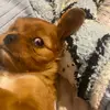 bruce the king - @bruce.the.king6 - TikTok