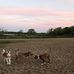 Bruce Ladd Memorial Dog Park - Facebook