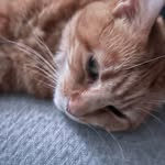 Bruce Lantz - @mrfrog739 - Instagram
