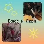 котопес_ Брюс и Лари - @koto_pes_bruce_lary - Instagram