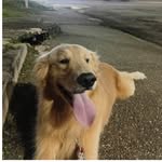 GOLDEN BRUCE 🇧🇷 - @brucelavinio - Instagram