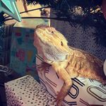 Bruce & Lazarus - @brucenlaz - Instagram