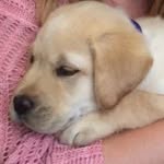 Bruce - @bruce_the_future_leader_dog - Instagram