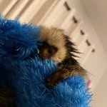 Bruce Leal - @beingbrucethemonkey - Instagram