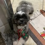 Bruce Leal Pereira 💙 - @bruce.dog_ - Instagram