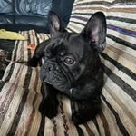 Bruce⚽️ - @bruce_le_boubou - Instagram