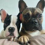 Bruce - @bruce_lebouledogue - Instagram
