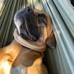 Bruce le Boxer - @bruce_le_boxer - Instagram