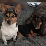 Bella & Bruce 🐶🐾 - @bellaandbruceleeds - Instagram