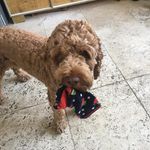 Brucey Levis Littlejohn - @bruceylevis - Instagram
