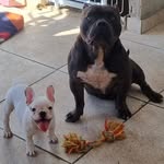 Bruce & Lore - @brucelorebulls - Instagram