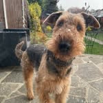 Bruce lockyer - @bruce_airedale - Instagram