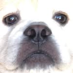 Bruce Lopez - @bruce.the.chow - Instagram
