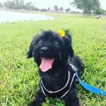 bruce lopez - @lil_bruce_934 - Instagram