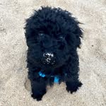 Bruce Lopez García - @brucethepuli - Instagram