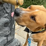 Bruce López Ramírez - @imbrucedog - Instagram