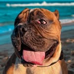 Bruce - @brucelord_ - Instagram
