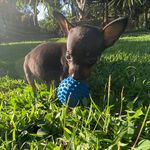 Bruce Lord - @brucelorddog - Instagram