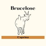 Brucelose Caprina - @brucelose.em.caprinos - Instagram