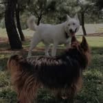 Bruce & Lucky🐾 - @brucelucky_ - Instagram