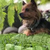 🐶•Bruce & Lucky•🐶 - @bruce_lucky - TikTok