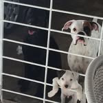 Bruce, Lucky e Denver - @bruluden - Instagram