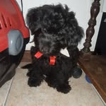 Bruce, Lucky e Joy - @brucelambeijo_e_luckyterrivel - Instagram