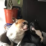 Bruce&Lucky🐶🐾 - @brucelucky_fb - Instagram
