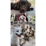 Bruce/Lucky/Simbaa/Coco - @bru_luc_sim_co - Instagram