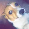 Lucky And Bruce ❤️🐕 - @lucky.bruce - TikTok