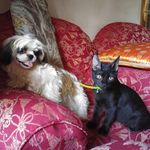 Bruce, Ludwig, and Luci - @bruce.ludwig.luci - Instagram