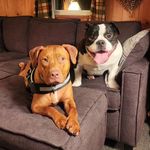 🄱🅁🅄🄲🄴 & 🄻🅄🄽🄰 🐶✊ - @thefatandthefeisty - Instagram