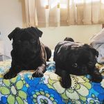 Bruce 🐶 & Luna🐕 - @lunaebruce_pugsblack - Instagram