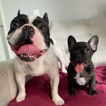 Bruce & Luna - @brucelunadog - Instagram