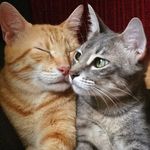 Bruce & Luna - @bruceluna.cats - Instagram