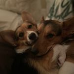 Bruce & Luna 🦇🌙 - @bruce_lunathecorgis - Instagram