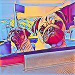 Bruce & Luna 🎾🏖 - @bruskiandluna - Instagram