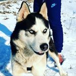 Bruce & Luna & Taz - @iubitoridehusky - Instagram