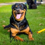 Bruce & Luna the best Pets - @luna_bruce_billy - Instagram
