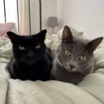 Bruce And Luna - @lalunaandbruce - Instagram